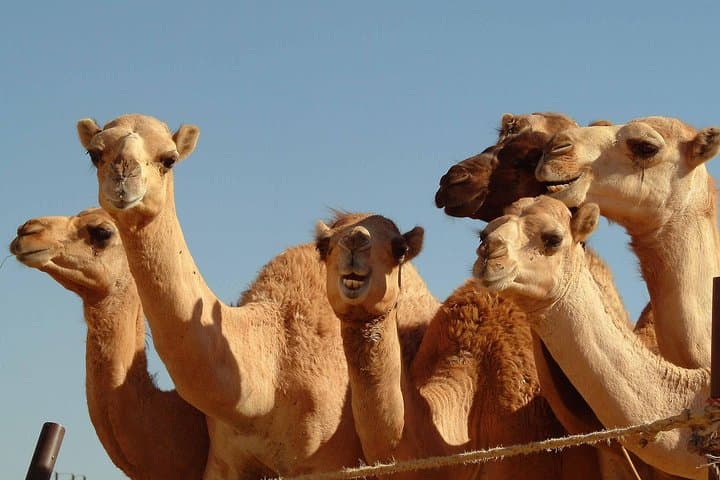 Al Ain Private Day Tour from Dubai — Oasis, Forts & Jebel Hafeet photo 5