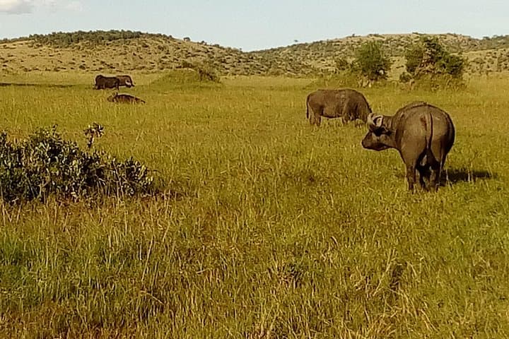 3-Day Amboseli Safari: Kilimanjaro Views and Elephant Encounters photo 5