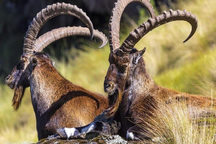 Best of Ethiopia: 15-Day Highlights from Simien Mountains to Omo Valley photo 1