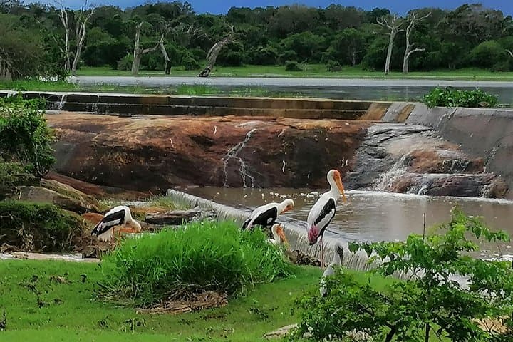 Yala National Park Private Day Safari from Bentota — Leopards, Elephants & Birding photo 3