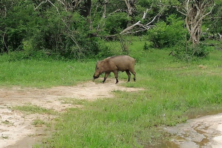 Yala National Park Private Day Safari from Bentota — Leopards, Elephants & Birding photo 2