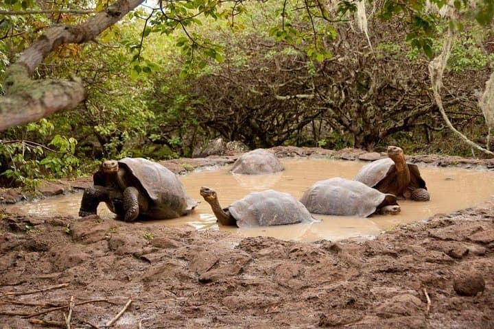 High Part and the Wolf: San Cristóbal Lagoon, Tortoises & Snorkel Adventure photo 3
