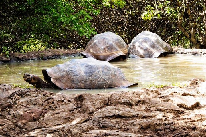 High Part and the Wolf: San Cristóbal Lagoon, Tortoises & Snorkel Adventure photo 4