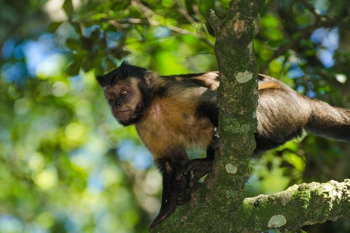 Jeep Tour to Tijuca Forest — 4x4 Adventure & Short Hikes in Rio de Janeiro photo 3