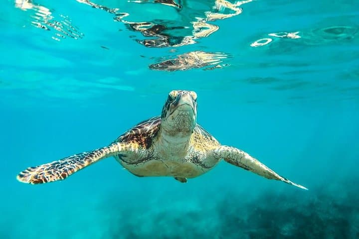 Barbados Catamaran Turtle & Shipwreck Snorkeling Cruise on the West Coast photo 6