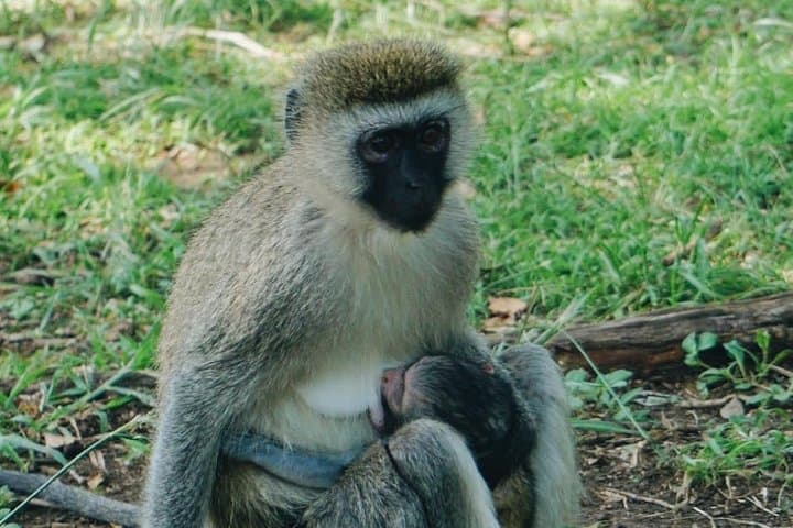5-Day Mt Kenya Climb: Sirimon Route to Point Lenana photo 2