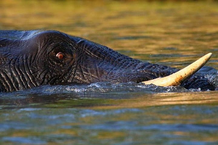 Savuti 3-Night Bush Camping in Chobe National Park photo 2