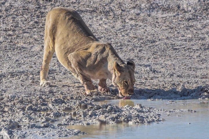 Savuti 3-Night Bush Camping in Chobe National Park photo 3