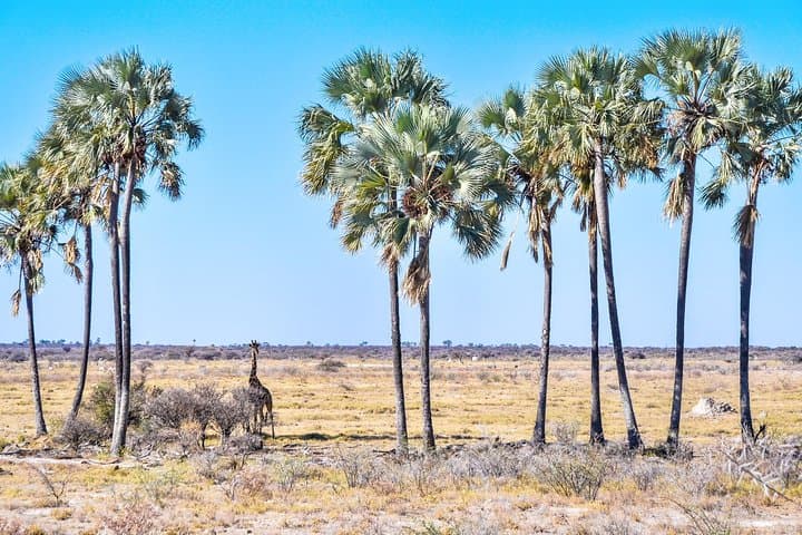 Savuti 3-Night Bush Camping in Chobe National Park photo 4