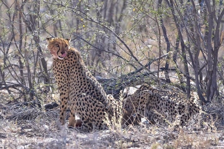 Savuti 3-Night Bush Camping in Chobe National Park photo 5