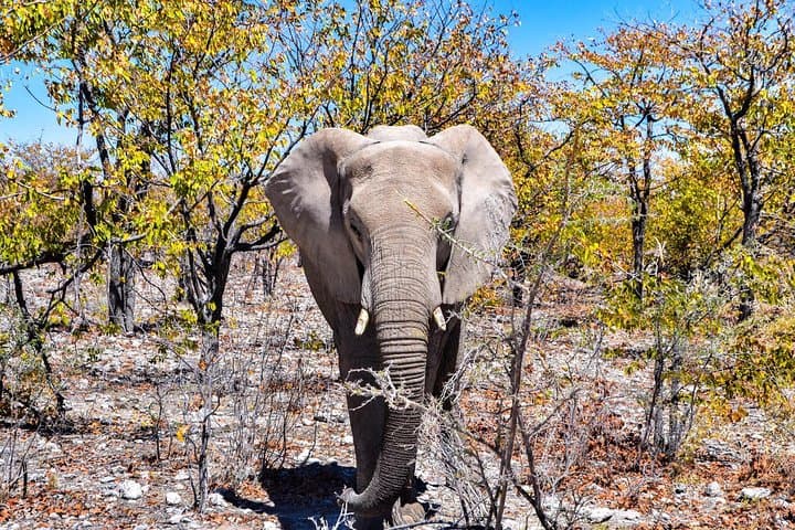 Savuti 3-Night Bush Camping in Chobe National Park photo 6