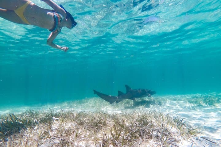 Marinarium Snorkeling Cruise Punta Cana: Reef, Rays & Floating Bar photo 5
