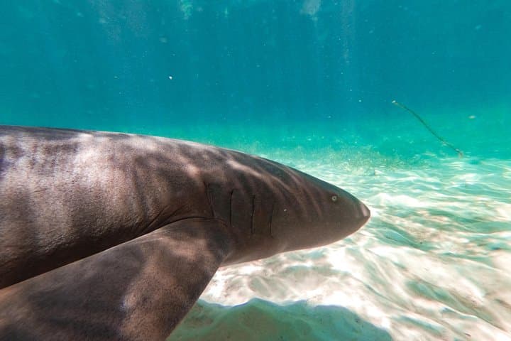 Marinarium Snorkeling Cruise Punta Cana: Reef, Rays & Floating Bar photo 6