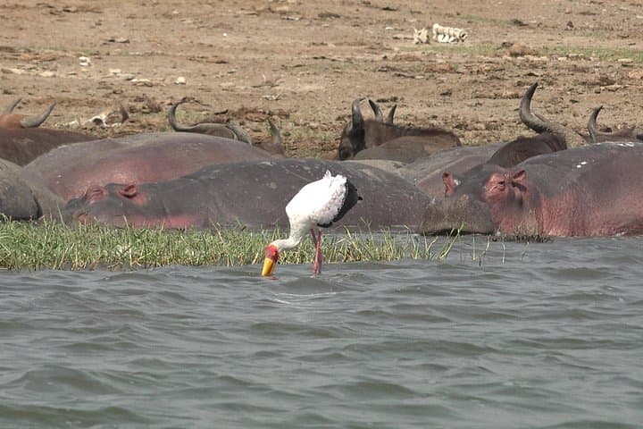 Murchison Falls 2-Day Big-5 Safari: Nile Cruise, Game Drive & Rhino Trek photo 3