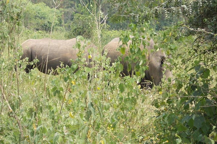 Murchison Falls 2-Day Big-5 Safari: Nile Cruise, Game Drive & Rhino Trek photo 4