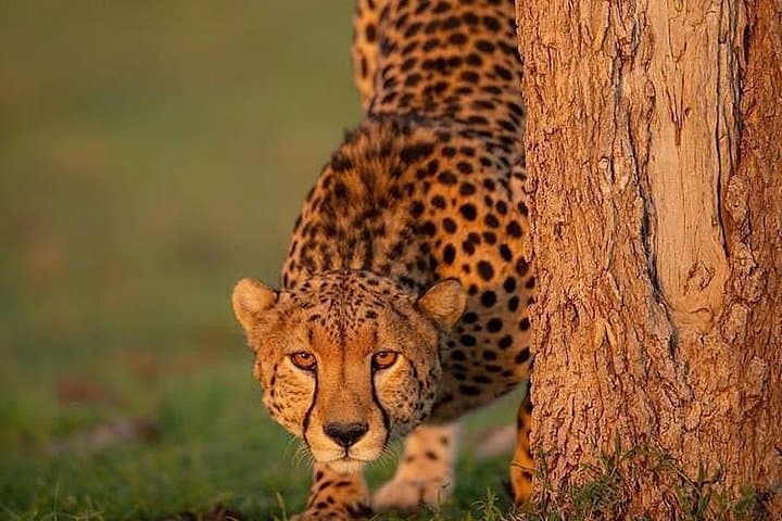 Ngorongoro Crater Day Safari: Wildlife Game Drive from Arusha photo 2