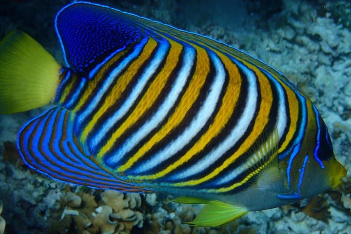 Bora Bora Luxury Private Half-Day Snorkeling Tour: Mantas, Coral Gardens & Eagle Rays photo 3