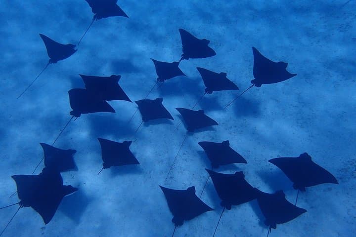 Bora Bora Luxury Private Half-Day Snorkeling Tour: Mantas, Coral Gardens & Eagle Rays photo 5