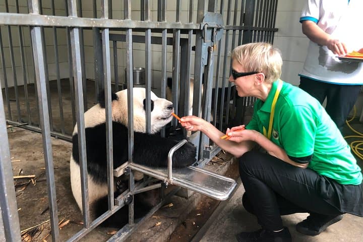 Volunteer with Giant Pandas at Dujiangyan Panda Base — Full-Day Conservation Experience