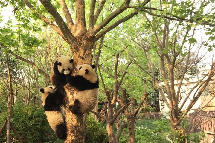 Volunteer with Giant Pandas at Dujiangyan Panda Base — Full-Day Conservation Experience photo 3
