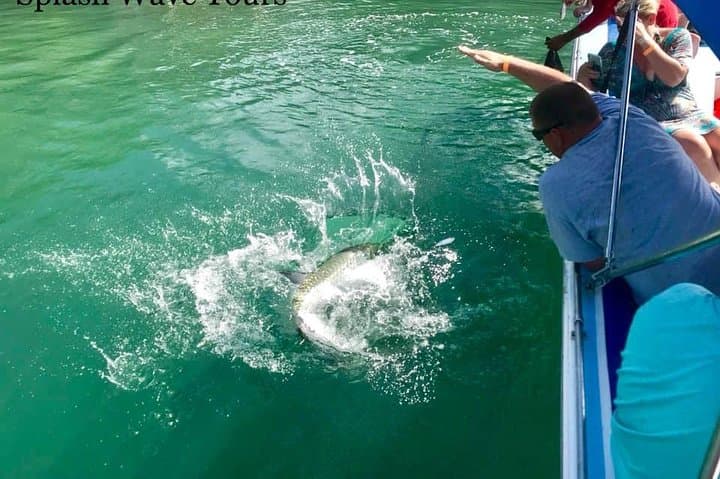 Snorkel Coral Gardens & Shark Ray Alley — Caye Caulker Barrier Reef Adventure photo 3