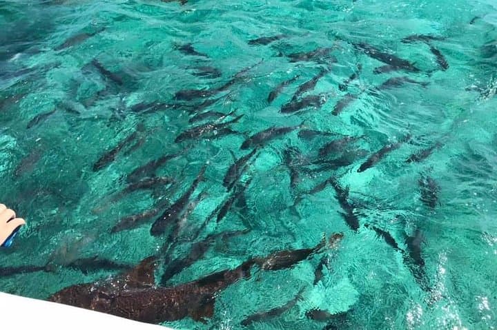 Snorkel Coral Gardens & Shark Ray Alley — Caye Caulker Barrier Reef Adventure photo 4