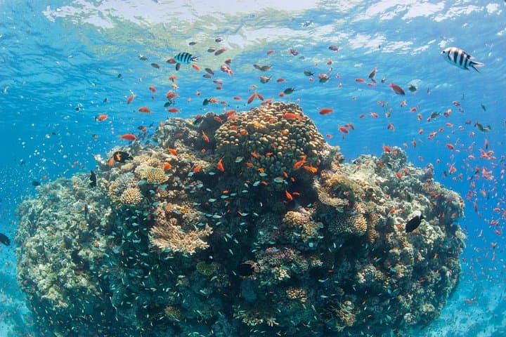 White Island Snorkeling & Ras Mohammed Day Trip from Sharm El Sheikh photo 3
