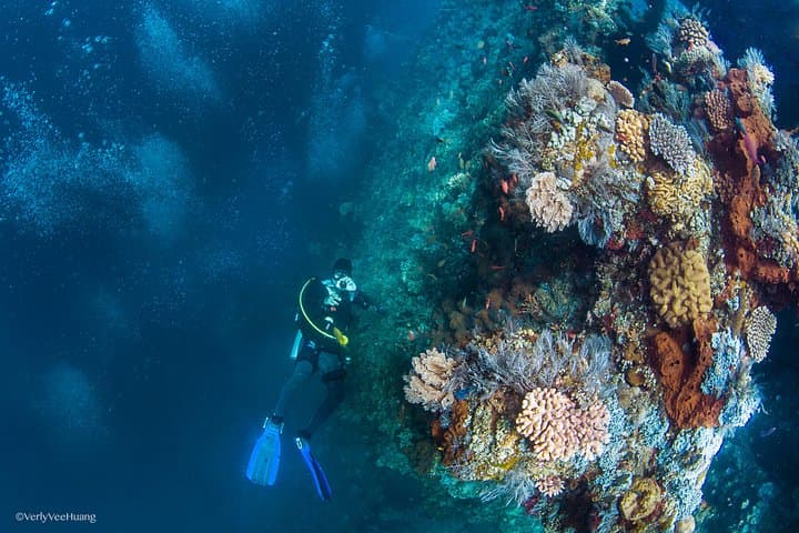 Bali Diving Day Trip: Tulamben Shipwreck & Manta Point Guided Dives