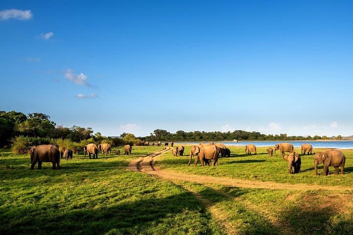 Dive On Excitement: 20-Day Sri Lanka Circuit from Airport to Nilaveli photo 1