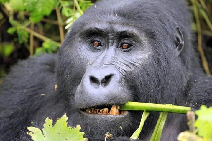 6-Day Uganda Gorilla & Chimpanzee Safari — Bwindi, Kibale, Murchison Highlights