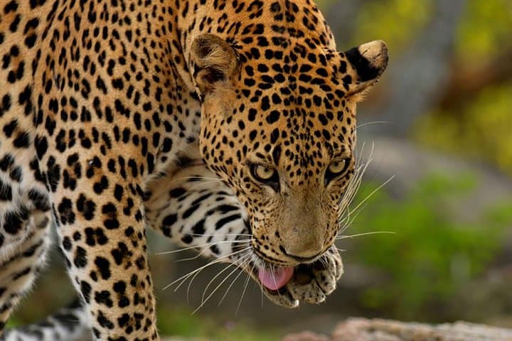 Essential 10 Days Sri Lanka: Kandy to the Southern Coast Cultural & Wildlife Circuit