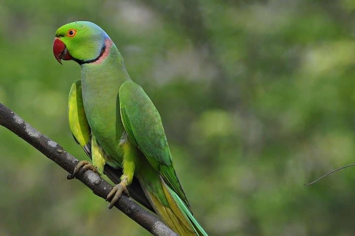 Essential 10 Days Sri Lanka: Kandy to the Southern Coast Cultural & Wildlife Circuit photo 2