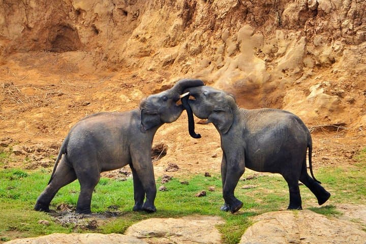 Essential 10 Days Sri Lanka: Kandy to the Southern Coast Cultural & Wildlife Circuit photo 5