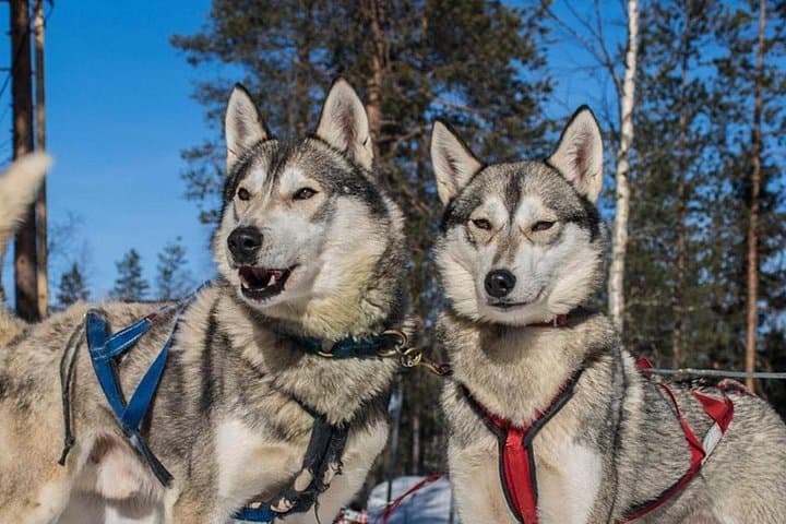 Lapland Reindeer & Husky Safari from Levi — Husky Sledding, Reindeer Ride & Lappish Storytelling photo 1