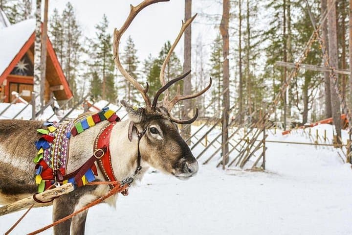 Lapland Reindeer & Husky Safari from Levi — Husky Sledding, Reindeer Ride & Lappish Storytelling photo 2