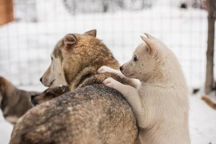 Lapland Reindeer & Husky Safari from Levi — Husky Sledding, Reindeer Ride & Lappish Storytelling photo 3