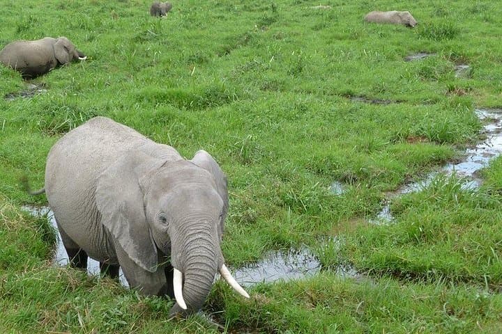 4-Day Kenya Safari: Tsavo West & Amboseli Wildlife Adventure photo 3