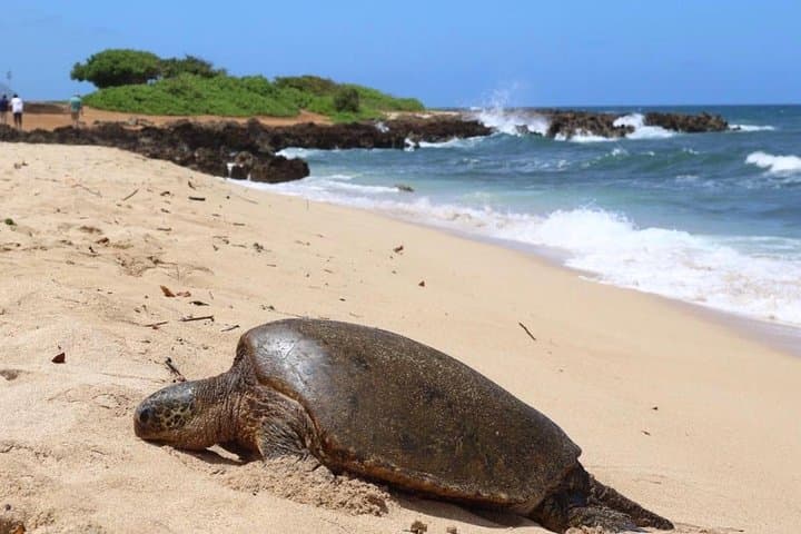 Semi-Private Surf Lesson at Punaluu Beach, Oahu — 2-Hour Beginner Surfing Experience photo 6