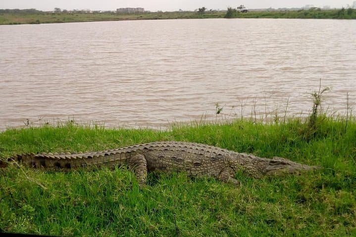 Explore Nairobi National Park and Cultural Highlights on a Full-Day Safari photo 3