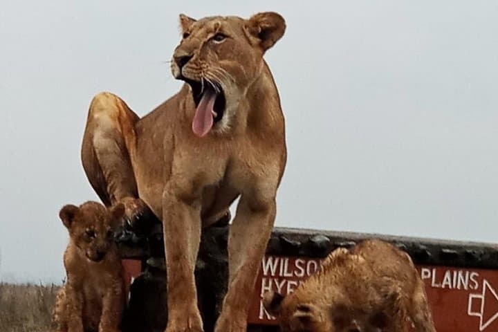 Explore Nairobi National Park and Cultural Highlights on a Full-Day Safari photo 4