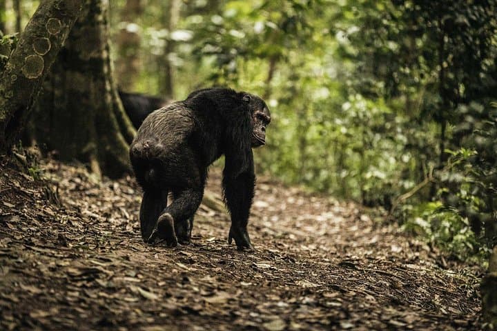 Gishwati Mukura & Lake Kivu: 4-Day Wildlife, Hot Springs & Tea Plantation Tour