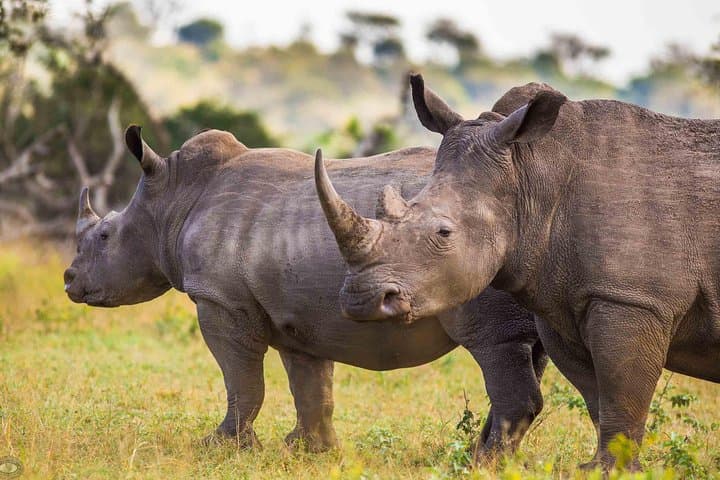 Big 5 at Hluhluwe-Imfolozi: Full-Day Safari from St Lucia photo 4