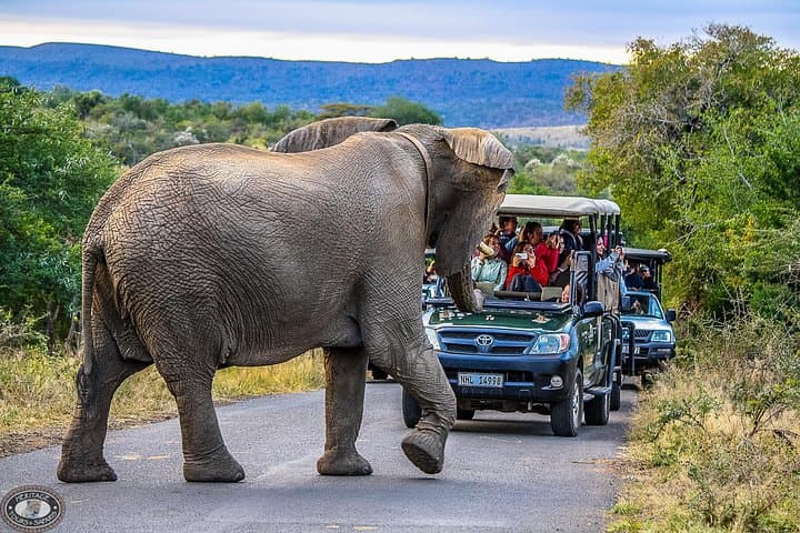 Big 5 at Hluhluwe-Imfolozi: Full-Day Safari from St Lucia photo 3