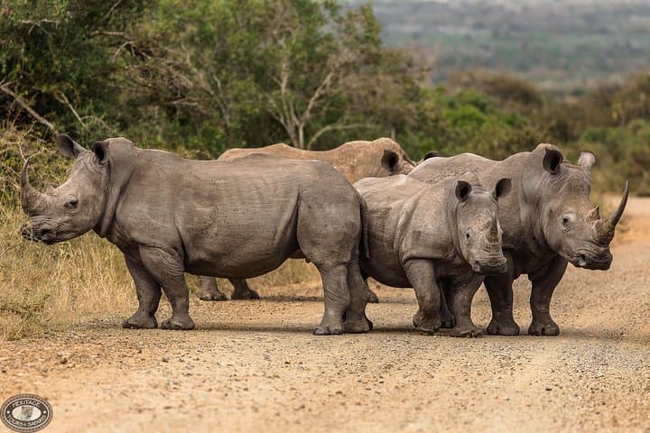 Big 5 at Hluhluwe-Imfolozi: Full-Day Safari from St Lucia photo 5