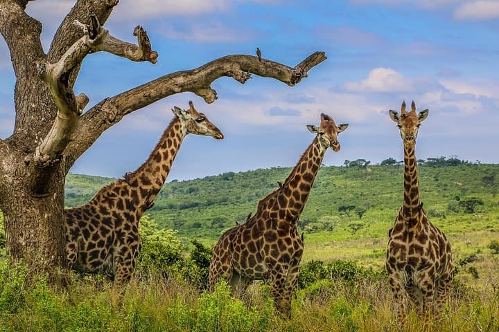Big 5 at Hluhluwe-Imfolozi: Full-Day Safari from St Lucia photo 6
