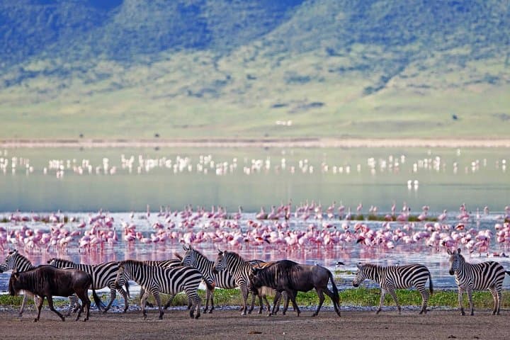 7-Day Kenya & Tanzania Safari — Maasai Mara to Serengeti and Ngorongoro photo 3