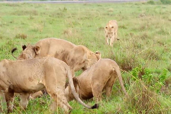 Full-Day Nairobi City Excursions and Highlights Guided Tour