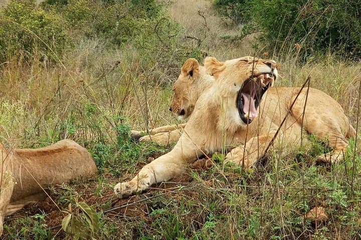 Full-Day Nairobi City Excursions and Highlights Guided Tour photo 4