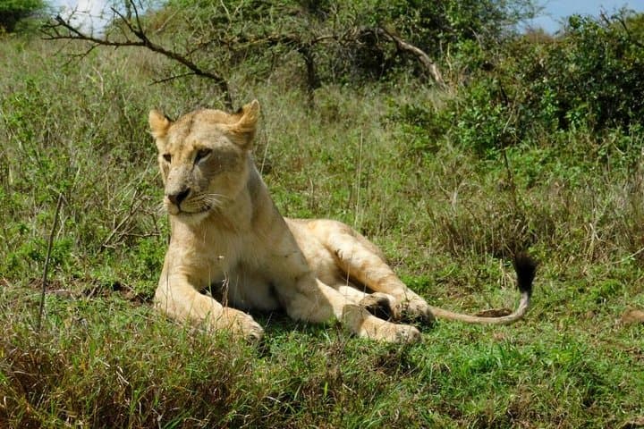 Full-Day Nairobi City Excursions and Highlights Guided Tour photo 5