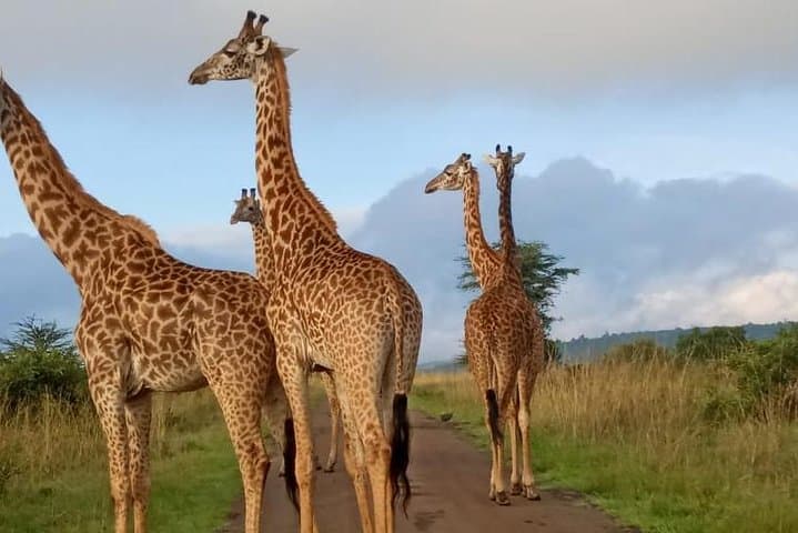 Full-Day Nairobi City Excursions and Highlights Guided Tour photo 6
